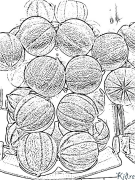 cucumis Coloring Pages To Print